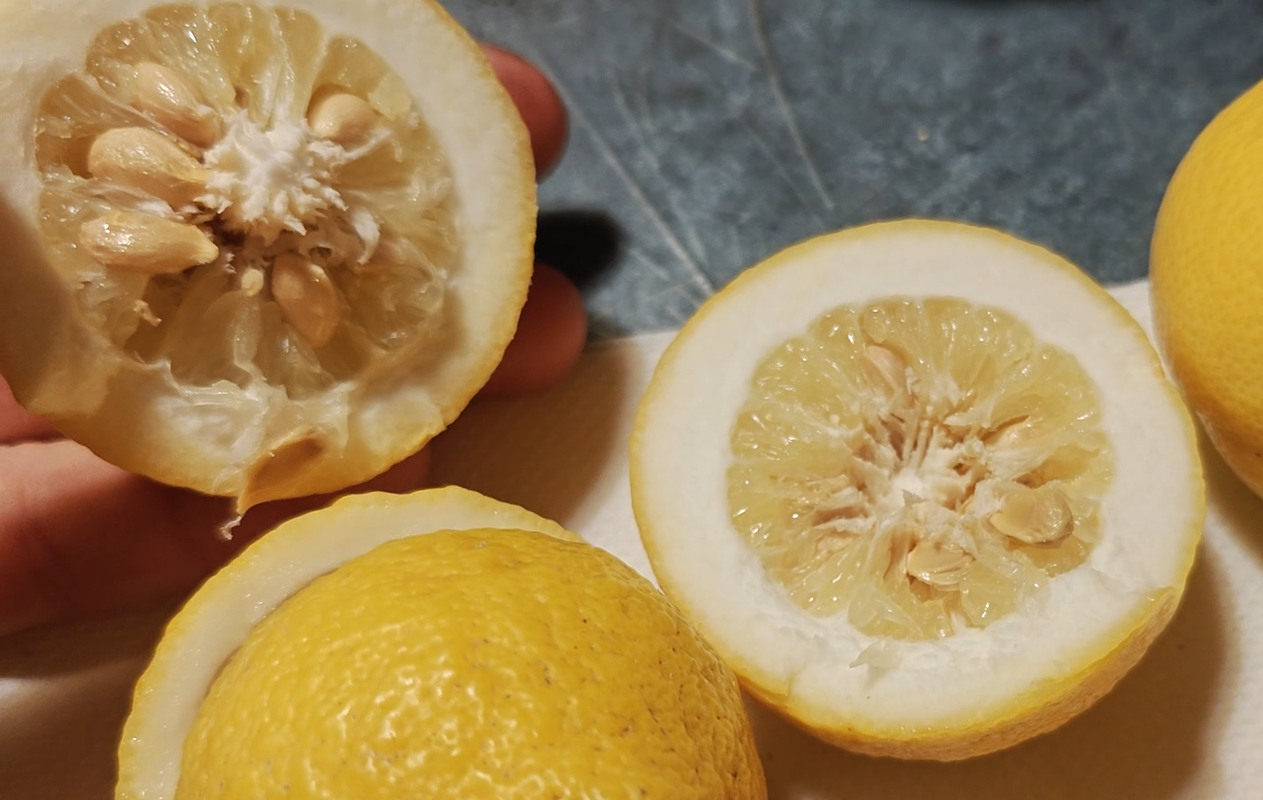 Citrus ichangstar60