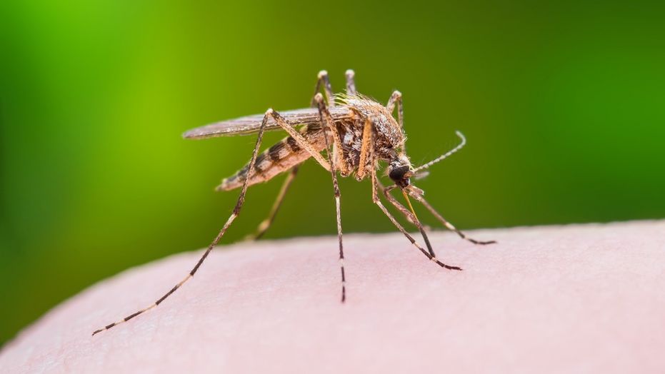 Lotta alla zanzara vettore del virus West Nile nei comuni della Romagna Faentina
