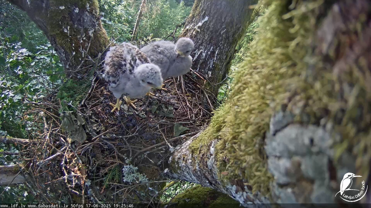 Melnās klijas (Milvus migrans) Kurzemē_ peļu klijāni (Buteo buteo) 12-58-16 screenshot