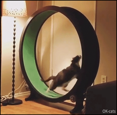 Amazing-Cat-GIF-Cat-running-super-fast-like-crazy-on-his-exercise-wheel-Go-Go-Go.gif