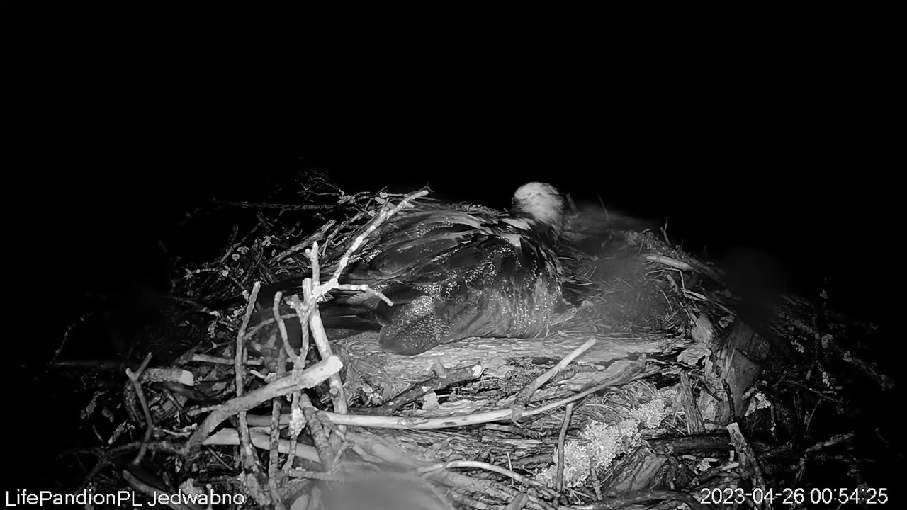 Rybołowy Online Puszcza Napiwodzko-Ramucka _ Ospreys Online in Napiwodzko-Ramucka Forest 13-0-6 scre