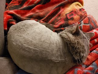 Shaved-Willow.jpg