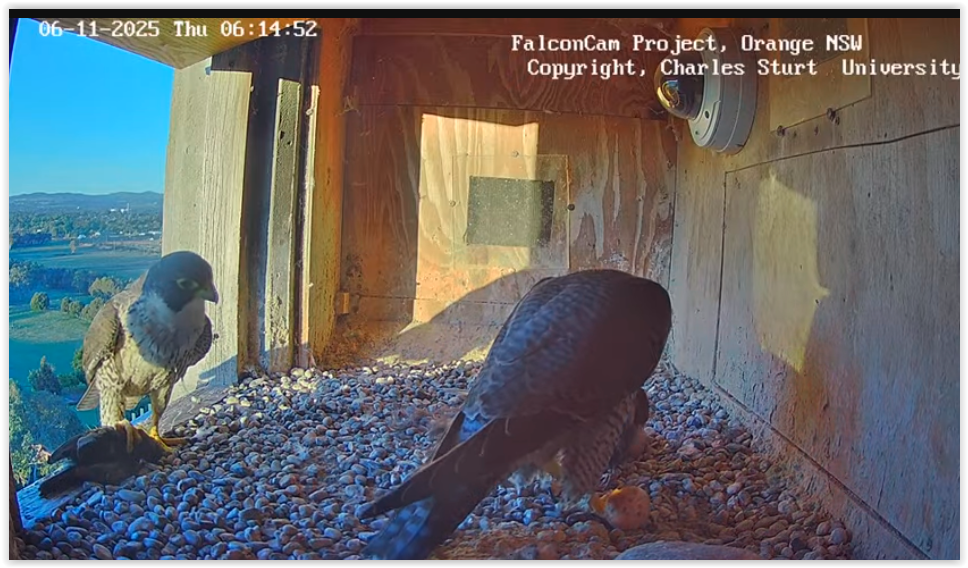 Screen Shot 11 06 25 at 03 27 AM