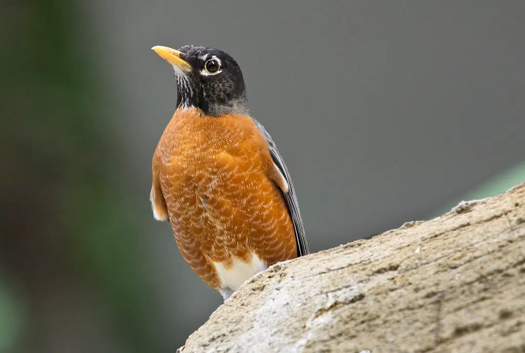 What Bird is Mentioned in the Song Rockin Robin?