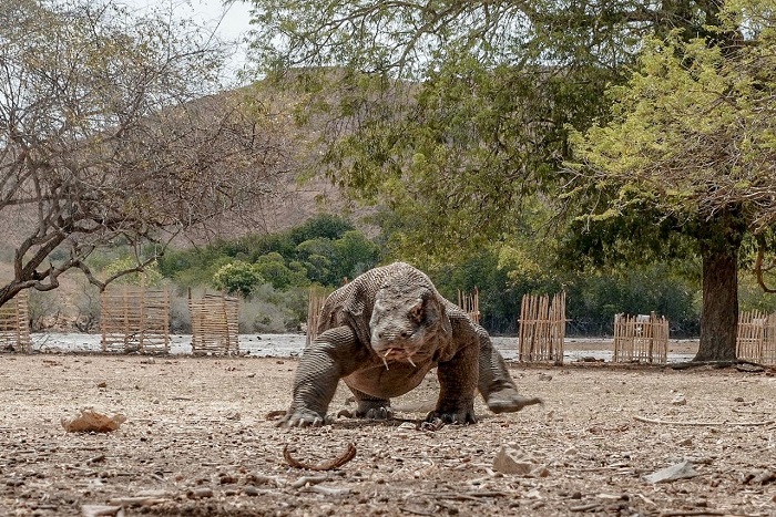 Komodo