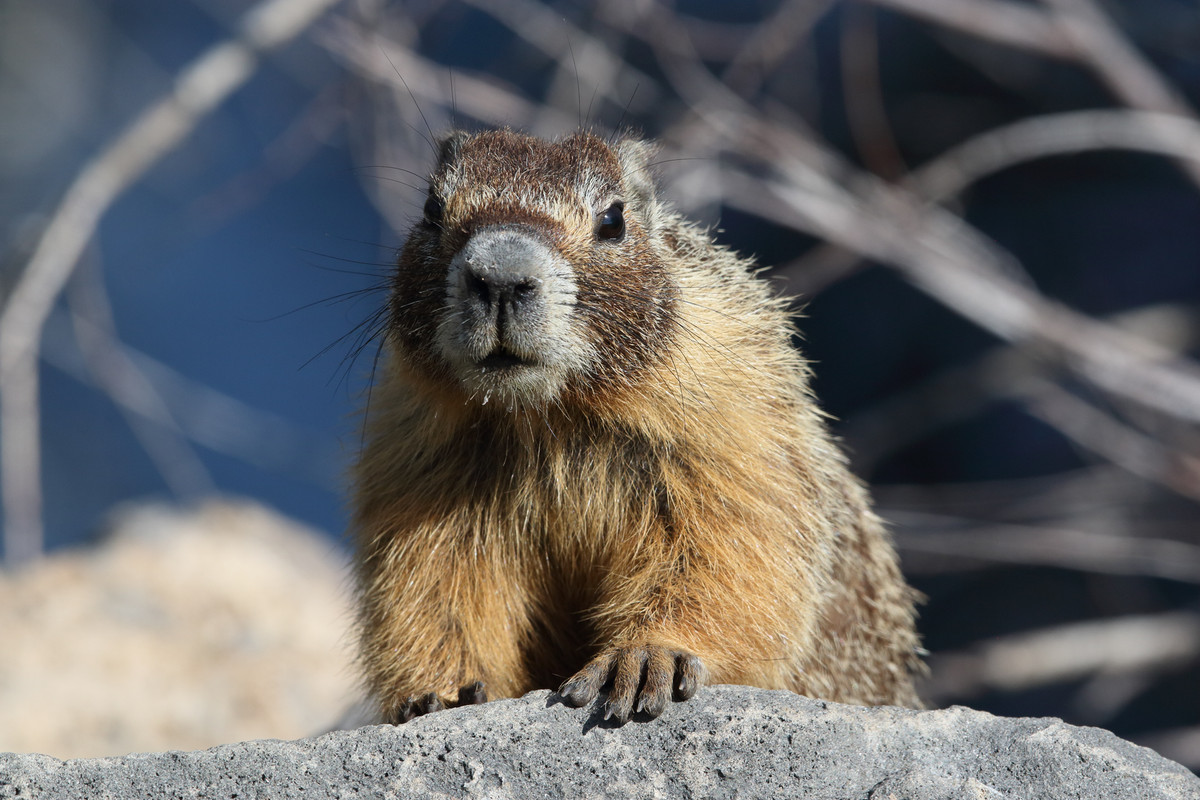 Life as Cookie sees it - Marmot and Rail - 24hourcampfire