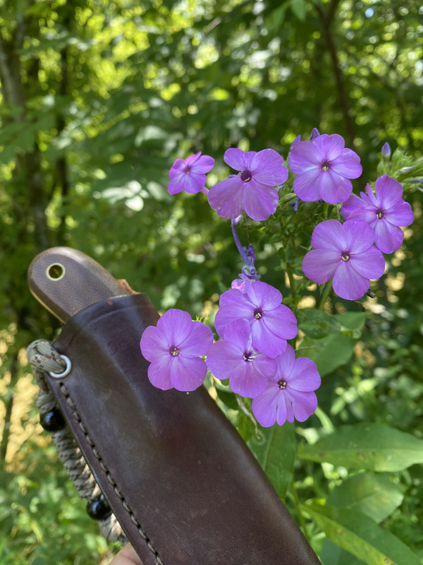 1-F3-D4-AAA-12-B4-489-D-8-C3-A-43-FDC86-AEF65.jpg