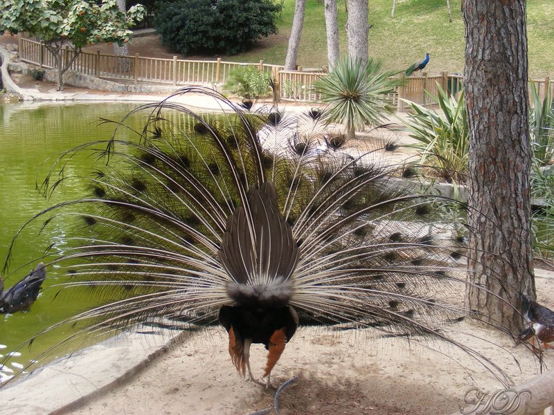 animal-peacock-rear-HD.jpg