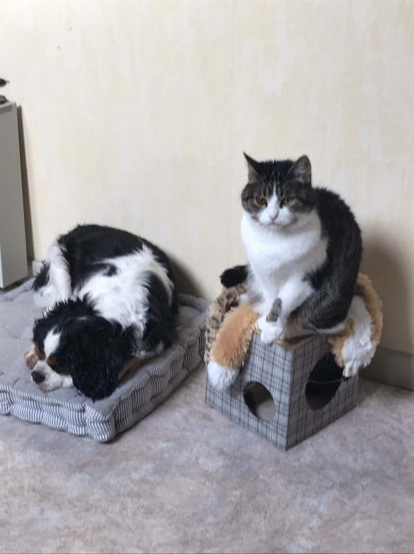 изображение_viber_2019-12-10_15-22-50