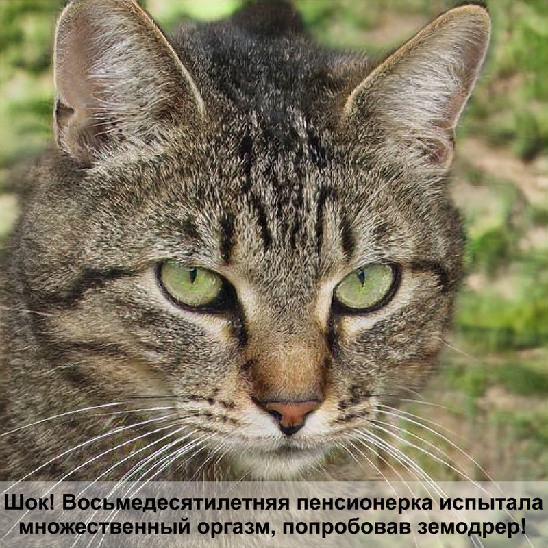 лысая кошка сфинкс