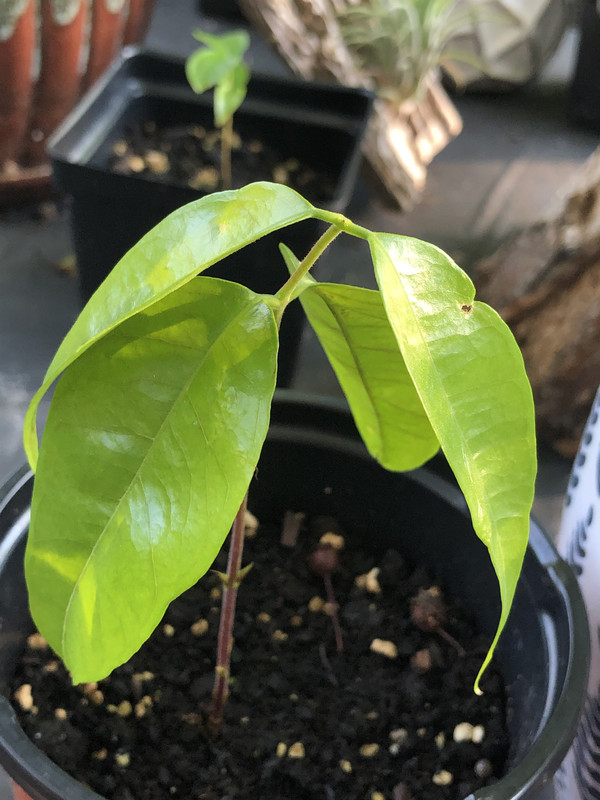 35C9A0A4-C33A-459F-85F2-BCD9801CCA89