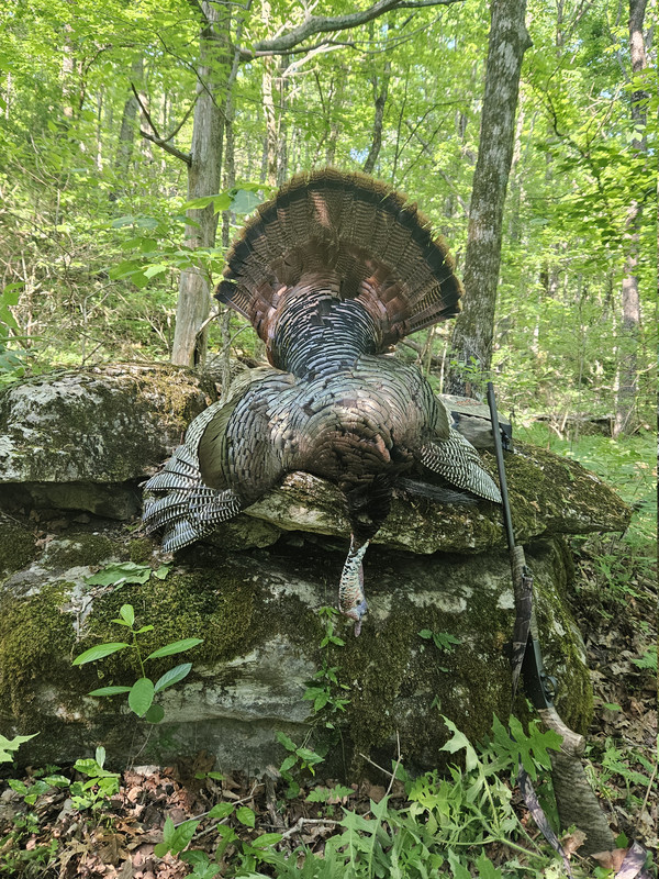 410 Turkey 2 26