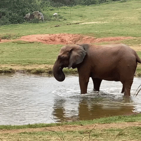 elephant-day-4.gif