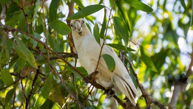 Can Cockatoos Talk