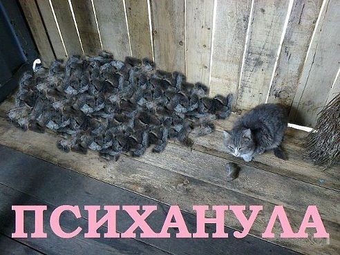 d494d44df89c17a2c210652fc46556a1