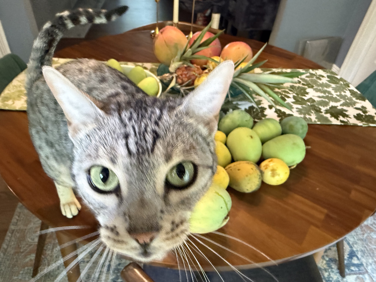 Mangoes Nox 7 9 2026