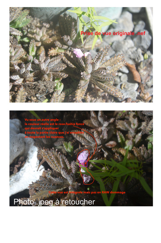 Plante curiosité 28mars2023 c