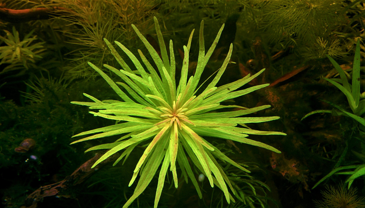 IMG_20170602_162049 (2)