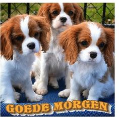 4eedb123097dc12694847a62c760b9c7-cavi-mountain-dogs-1.jpg