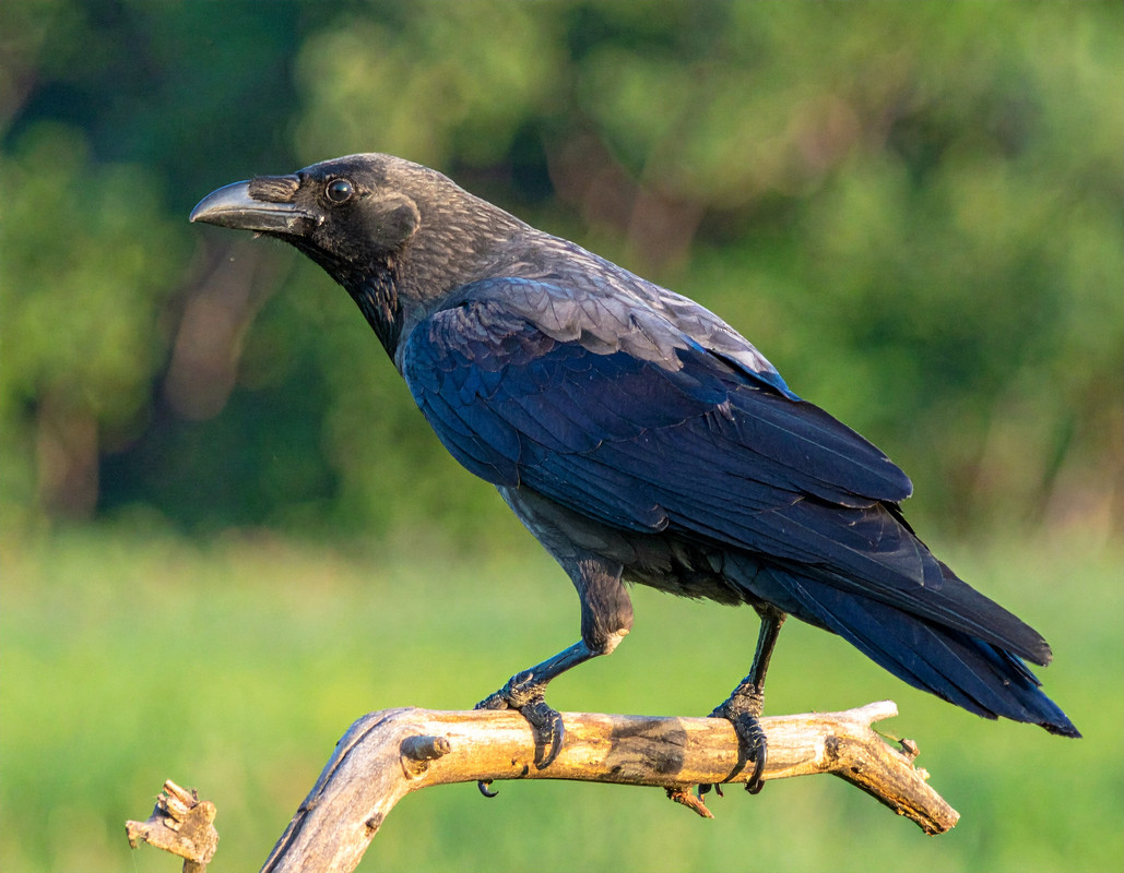 1753555690859_Firefly_Juvenile raven perched 196751