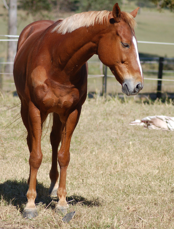 horse-stock-tb-front-view-by-chunga-stock-d272xwa.jpg