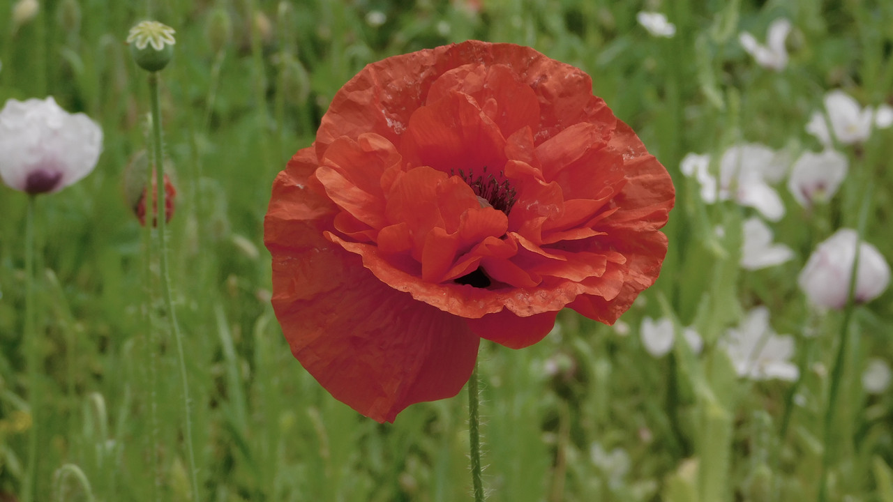 Дачное июль кудряшка , маус-машина и природа 014