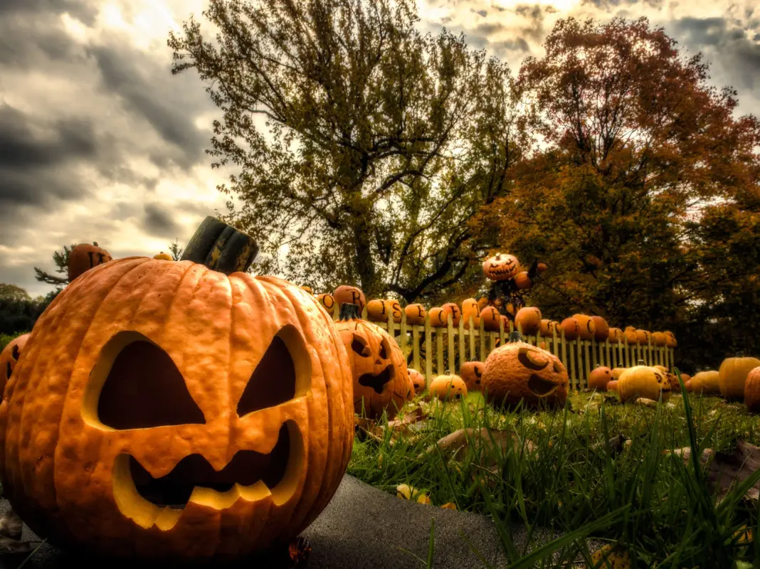 Pumpkins 0042