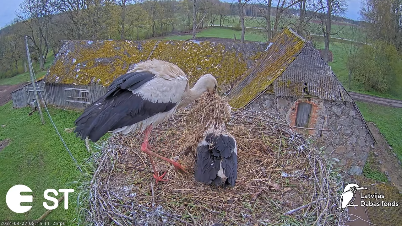 Baltie stārķi (Ciconia ciconia) Tukuma novadā - LDF tiešraide __ White storks in Tukums, Latvia 12-3