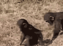 monkey-pushing.gif