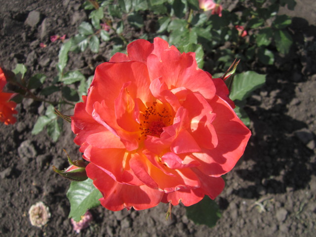 IMG_1177[1]
