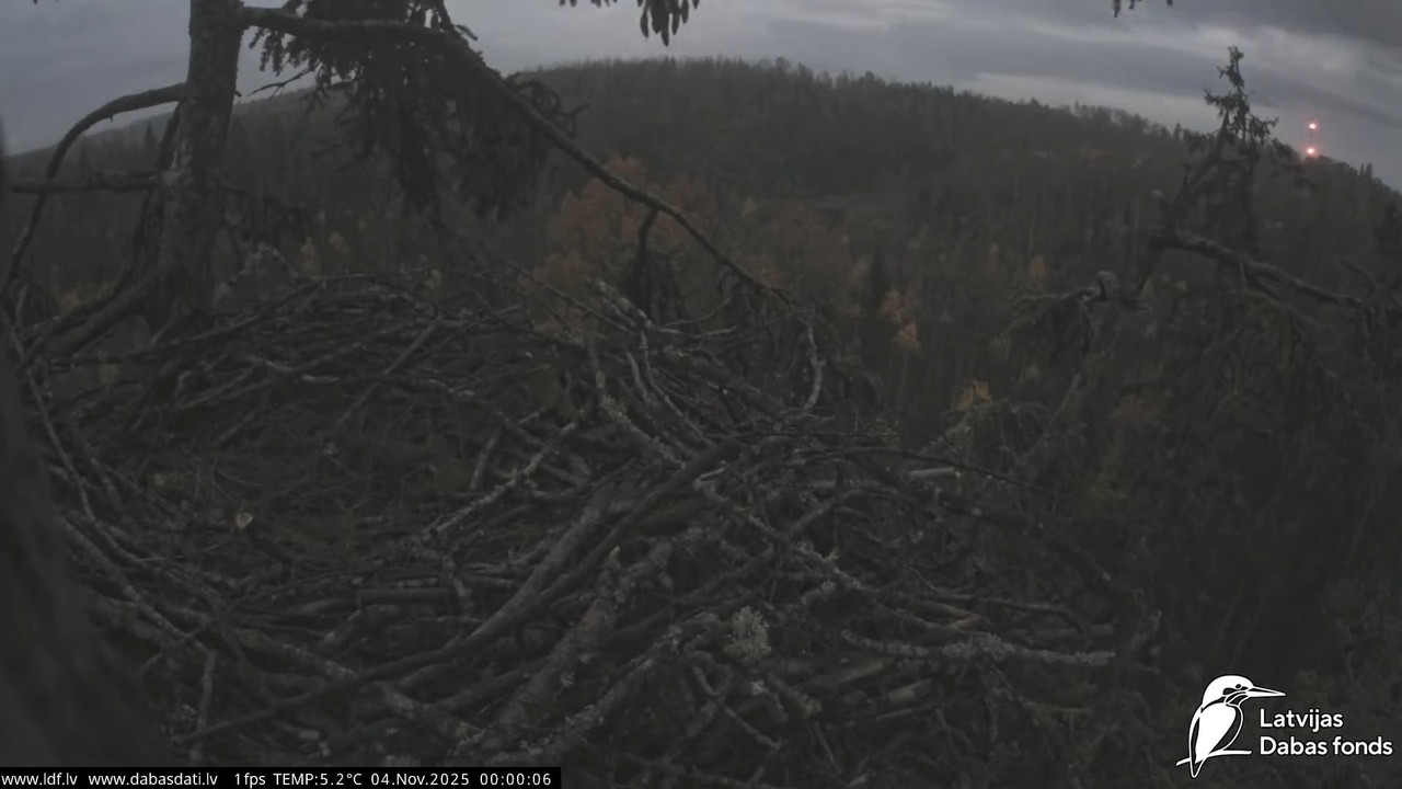 Juras ergli Haliaeetus albicilla Durbe 10 6 6 screenshot