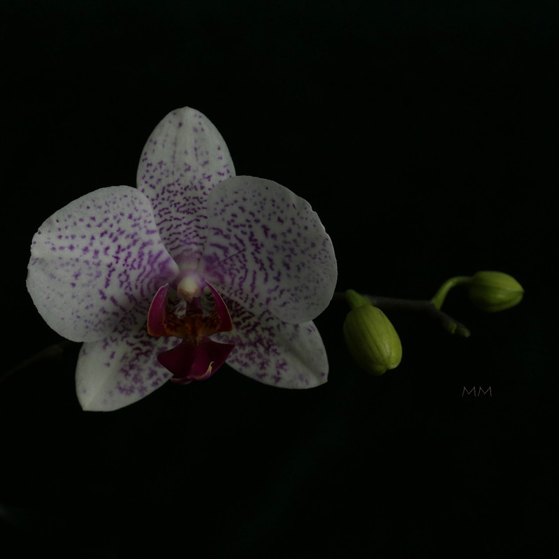 [Image: orchid_1.jpg]