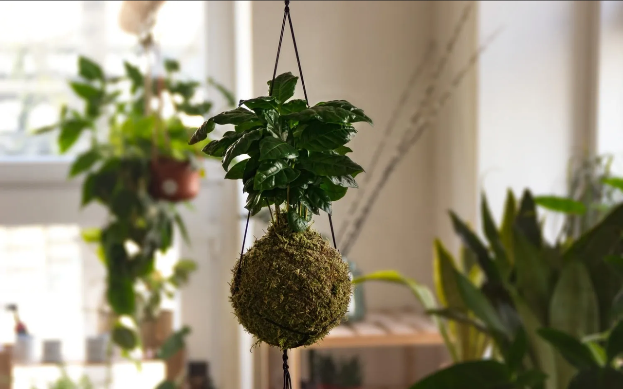 Abono casero para que tu kokedama de orquídeas se llene de flores