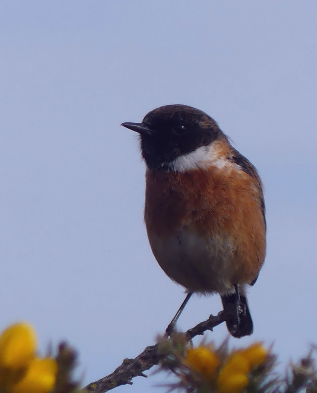 STONECHAT 2