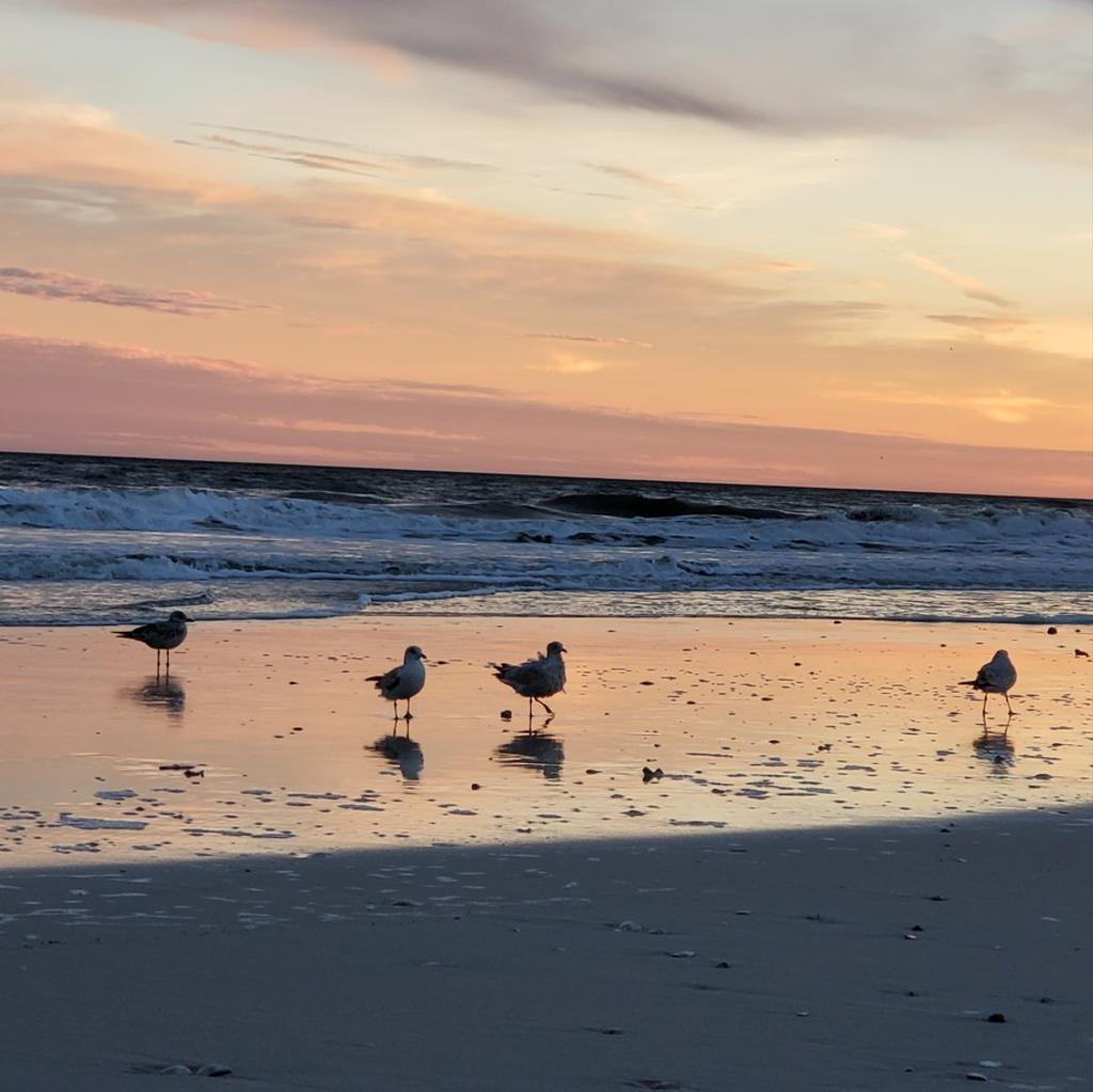 [Image: 20251229Sea-Birds.jpg]