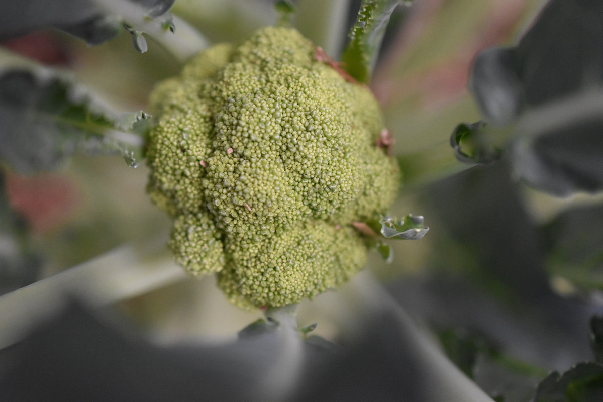 2016 11 05 Kathys Garden (8)a