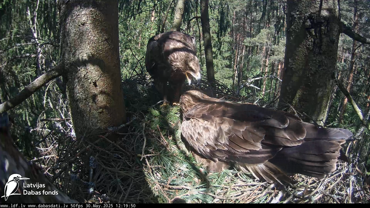 Mazais ērglis (Clanga pomarina), ligzda eglē __ Lesser spotted eagle in spruce, Zemgale, Latvia 12-7