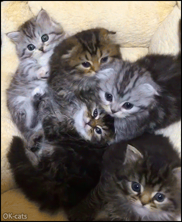 bundle-of-kittens.gif