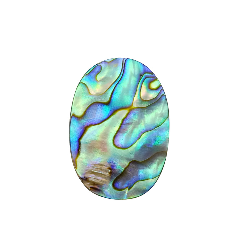Abalone Shell (1)