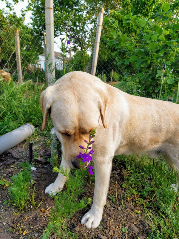 колокольчик1