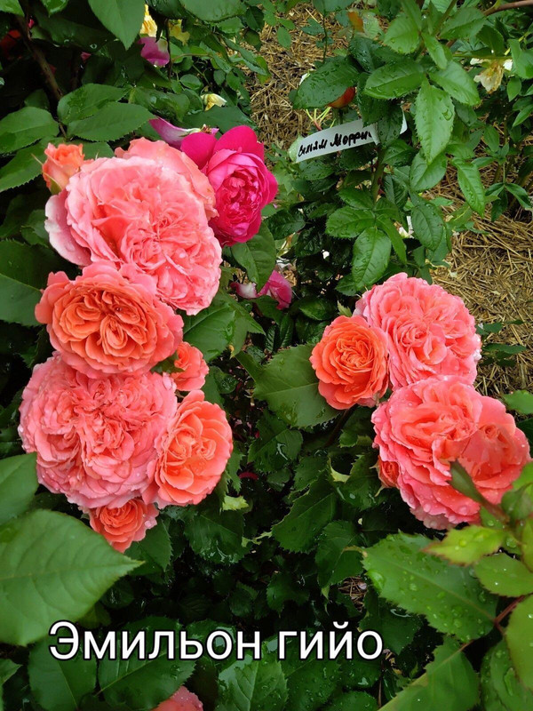 IMG_20250304_110741