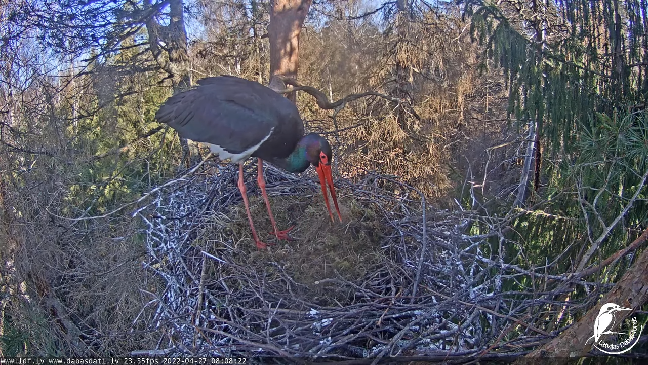 Melnais stārķis (Ciconia nigra) Siguldas novadā - LDF tiešraide 1-57-29 screenshot