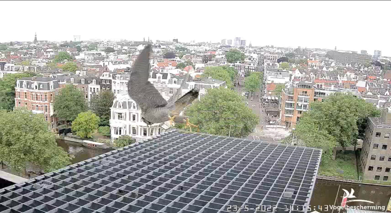 Amsterdam/Rijksmuseum screenshots © Beleef de Lente/Vogelbescherming Nederland - Pagina 6 Video-2022-05-23-142433-Moment-8