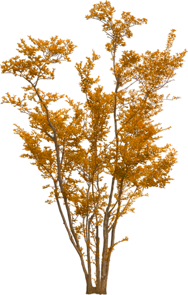 TADD_elements_ShimmerFall (56)