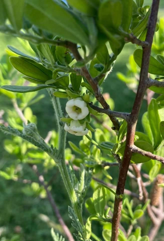 09641F6A-6B81-49FB-8036-E7B45FF3A4D9