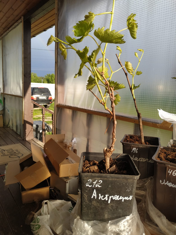 PHOTO-2022-06-01-19-31-57 (1)