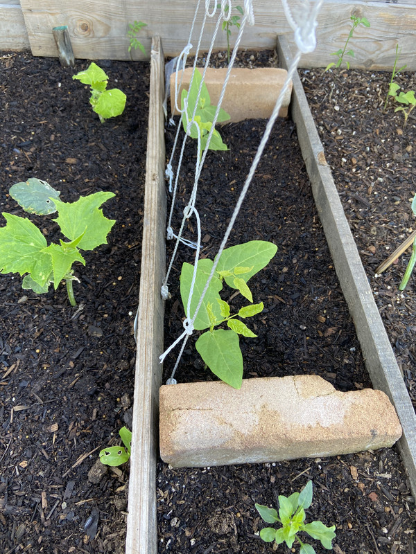 [Image: D59-DDC1-C-1194-4-BFD-BF45-E7-D3-EE80921-A.jpg]