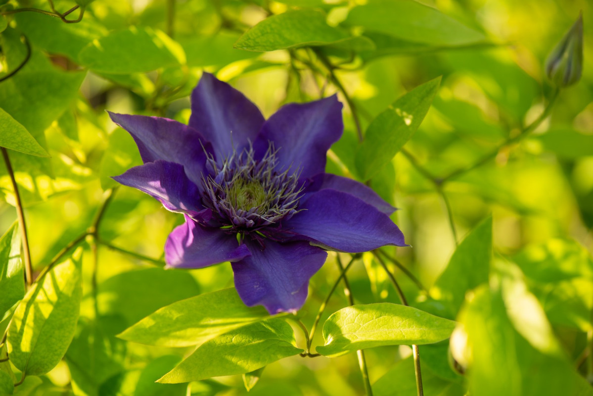 IMG-21b01e9fecec39d17ac48a9426db8781-V