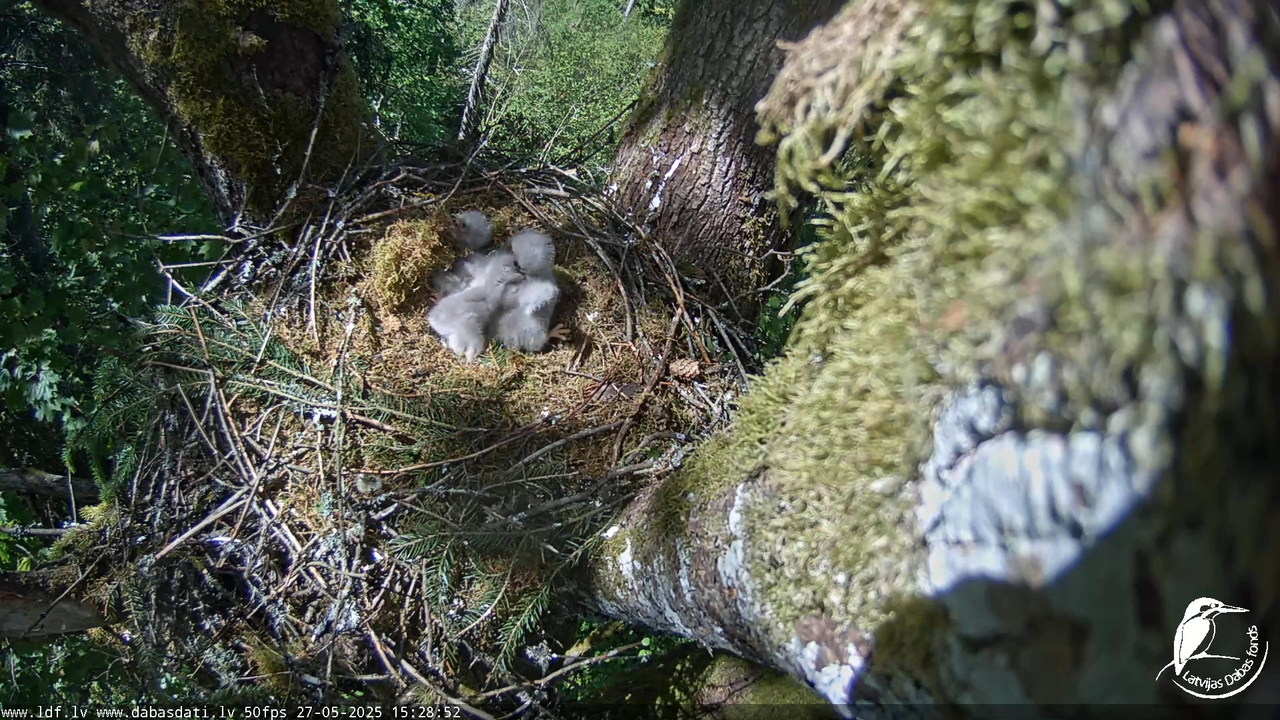 Melnās klijas (Milvus migrans) Kurzemē_ peļu klijāni (Buteo buteo) 10-41-7 screenshot