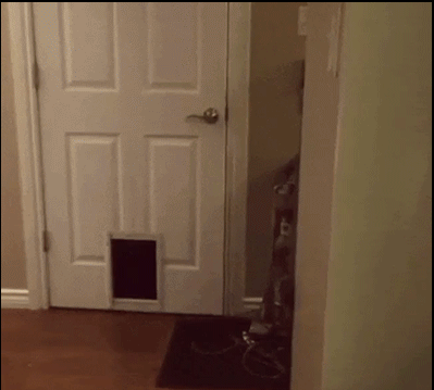 Funny-Cat-GIF-Cat-logic-Cat-pushing-the-door-and-then-walking-through-his-cat-door-haha-cat-gif.gif